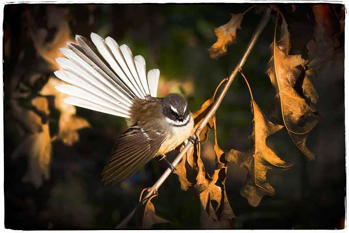 The friendly Fantail